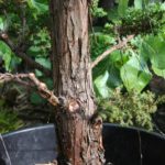 8-cryptomeria-japonica
