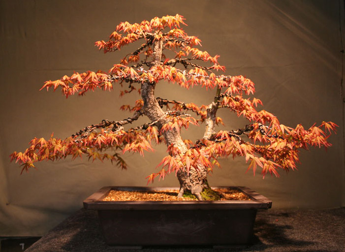 Japanese Maple Arakawa Bonsai