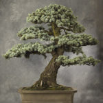 Blue Atlas Cedar