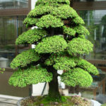 Cryptomeria Japonica