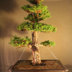 cryptomeria032711x1