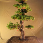 cryptomeria032711x2