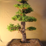 cryptomeria032711x3