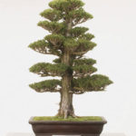 Cryptomeria Japonica