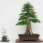 Bald Cypress