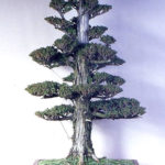 Japanese Cedar