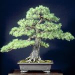 Dwarf Scots Pine