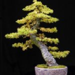 European Larch