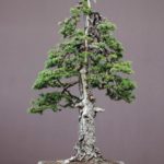 Norway Spruce