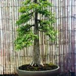 Bald Cypress