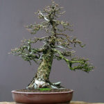 European Larch