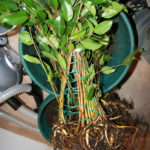 ficus-fusing-bonsai-10