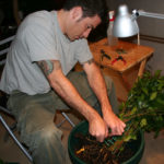 ficus-fusing-bonsai-11