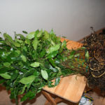 ficus-fusing-bonsai-13