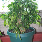 ficus-fusing-bonsai-17