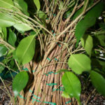 ficus-fusing-bonsai-27