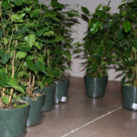 ficus-fusing-bonsai-3