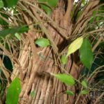 ficus-fusing-bonsai-34