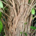 ficus-fusing-bonsai-35