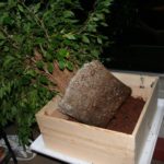 ficus-fusing-bonsai-39