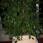 ficus-fusing-bonsai-43