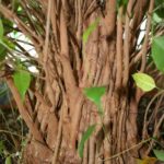 ficus-fusing-bonsai-46