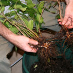 ficus-fusing-bonsai-5