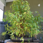 ficus-fusing-bonsai-52