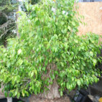 ficus-fusing-bonsai-53