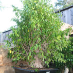 ficus-fusing-bonsai-54