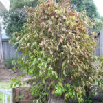 ficus-fusing-bonsai-55