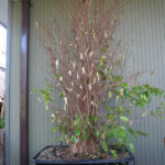 ficus-fusing-bonsai-56
