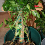 ficus-fusing-bonsai-9