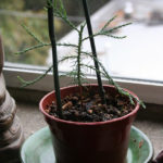 giant-sequoia-pre-bonsai-1