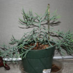 giant-sequoia-pre-bonsai-2