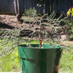 giant-sequoia-pre-bonsai-3
