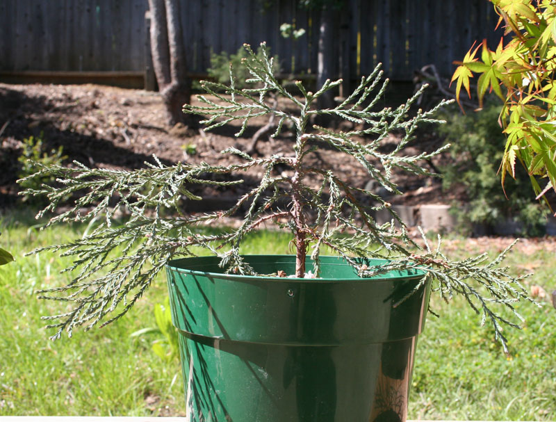Giant Sequoia Redwood PreBonsai Marin Homestead