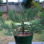 giant-sequoia-pre-bonsai-4
