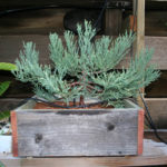 giant-sequoia-pre-bonsai-5