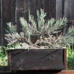 giant-sequoia-pre-bonsai-6