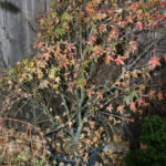japanese-maple-acer-palmatum-bonsai-1