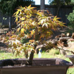 japanese-maple-acer-palmatum-bonsai-10