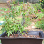 japanese-maple-acer-palmatum-bonsai-11