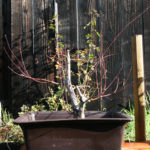japanese-maple-acer-palmatum-bonsai-12