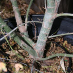 japanese-maple-acer-palmatum-bonsai-2