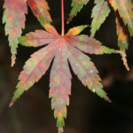 japanese-maple-acer-palmatum-bonsai-3