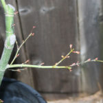 japanese-maple-acer-palmatum-bonsai-5