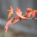 japanese-maple-acer-palmatum-bonsai-6