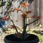 japanese-maple-acer-palmatum-bonsai-7
