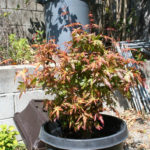 japanese-maple-acer-palmatum-bonsai-8